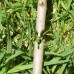TOP GARDEN Ψαλίδι μπολιάσματος κιτ 377105